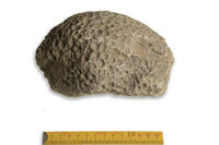 F 00099
<br/>
<br/>
<em></em>